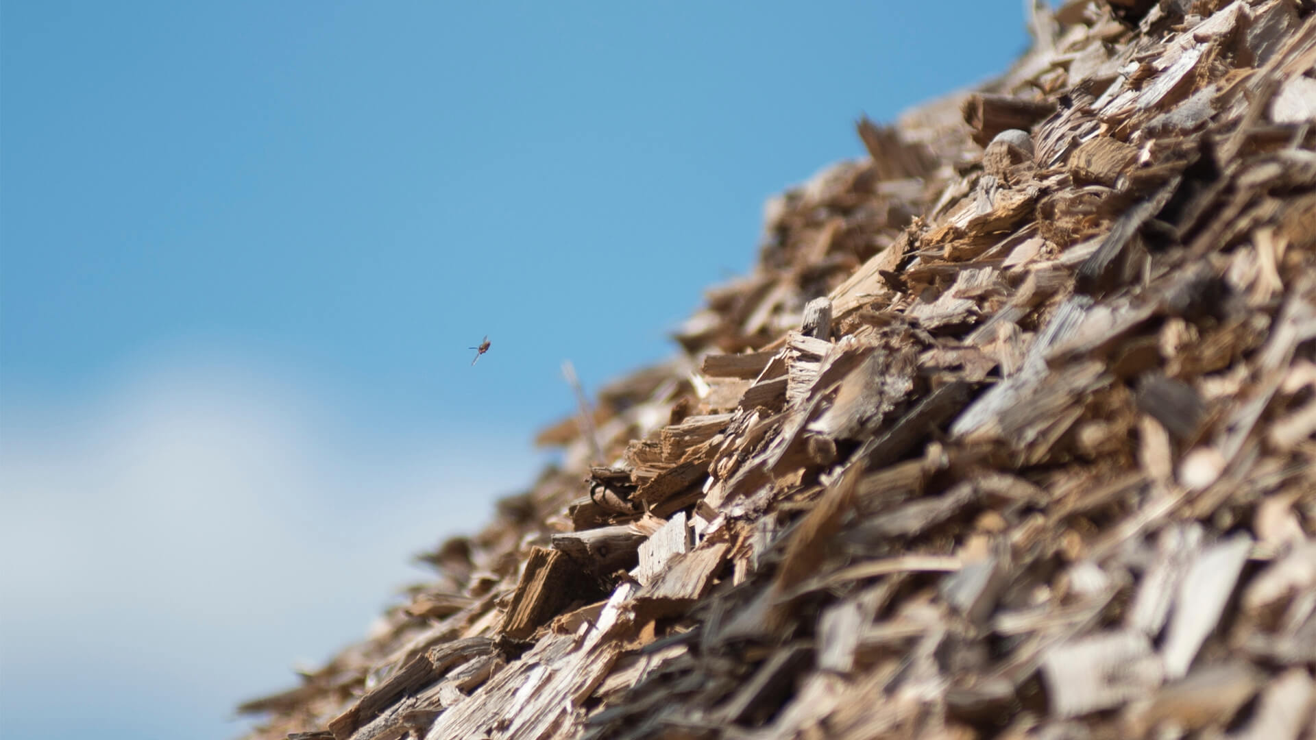 İklim Krizine Karşı Sessiz Kahraman: Biyokütle Enerjisi